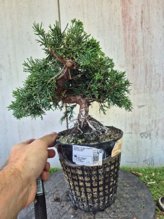 Prebonsai Junípero Chino Kyushu 12A1 oferta abril