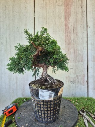 Prebonsai Junípero Chino Kyushu 12A1 oferta abril