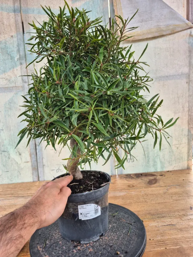 Prebonsai Ficus Nerifolia 12A1 oferta mayo