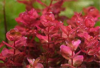 Lote de 12 plantas de acuario +2 de regalo