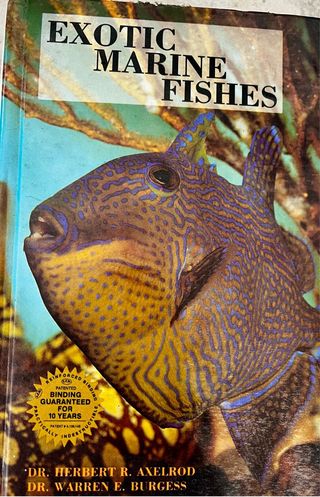 peces exóticos marinos