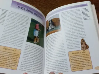 Cocker Spaniel Americano.