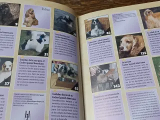 Cocker Spaniel Americano.