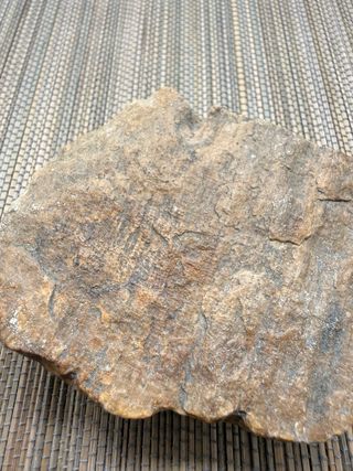 Madera Petrificada (Xilópalo) - Fósil Natural