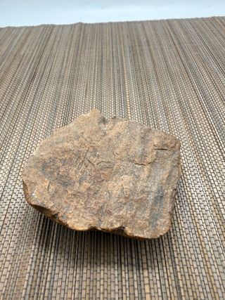 Madera Petrificada (Xilópalo) - Fósil Natural