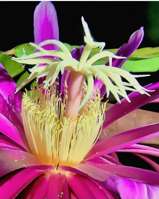 2 esquejes pitaya enraizados