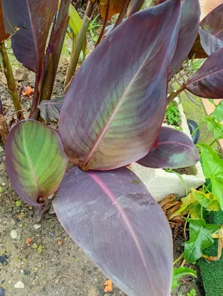 Lote 2 plantones Caña de la India morada,