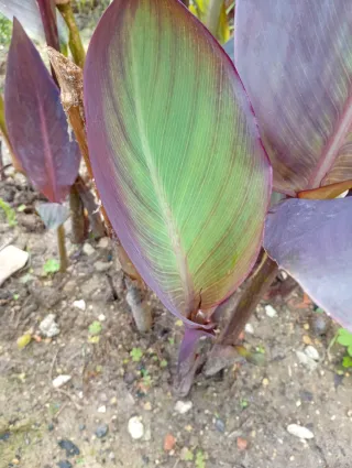 Lote 2 plantones Caña de la India morada,