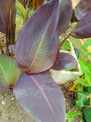 Lote 2 plantones Caña de la India morada,