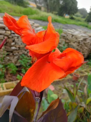 Lote 2 plantones Caña de la India morada,