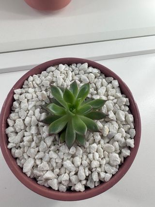 Echeveria Agavoides en Maceta Nórdica