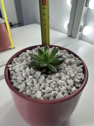 Echeveria Agavoides en Maceta Nórdica