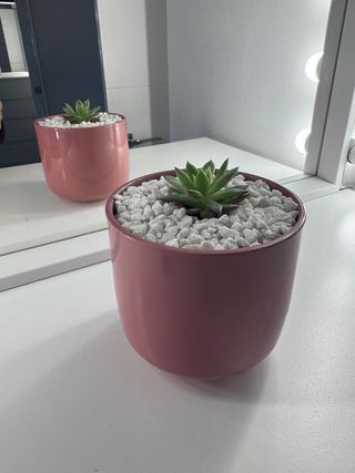 Echeveria Agavoides en Maceta Nórdica