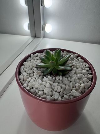 Echeveria Agavoides en Maceta Nórdica