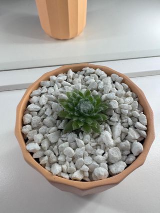 Mini Suculenta Telaraña Maceta Diseño