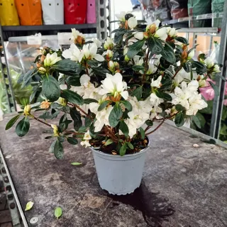Azalea Rhododendron Bianco 40cm
