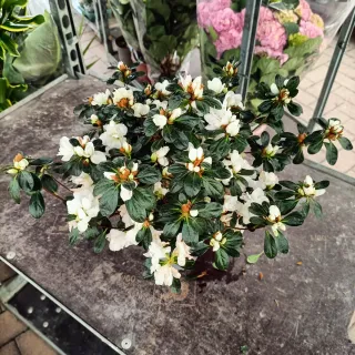 Azalea Rhododendron Bianco 40cm