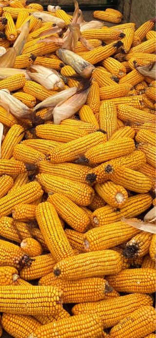 Maíz para alimentación animal