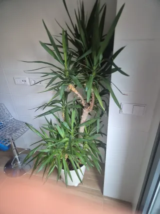 Planta Yucca natural