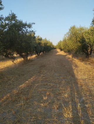 Solar en venta en Bullas