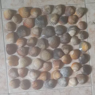 Conchas marinas decorativas