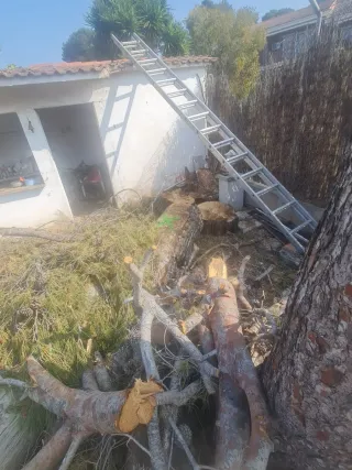 Leña de pino gratis