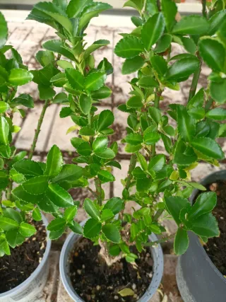 Set 4 Euonymus Japonicus Green Spire
