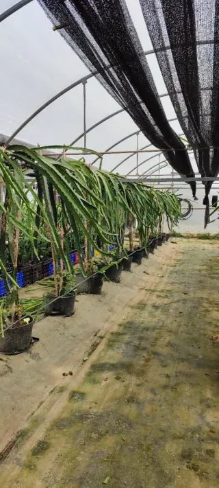 Planta de pitaya para ciria