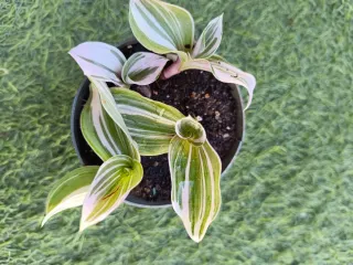 Amor de hombre variegado