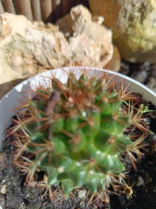 Cactus en maceta