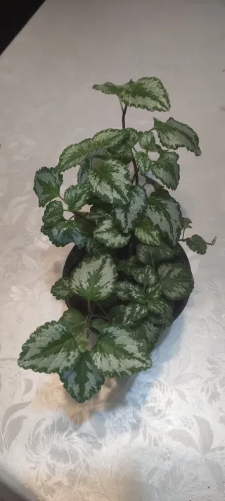 Lamium galeobdolon planta