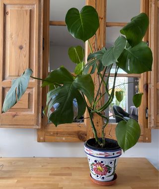 Monstera grande en maceta decorativa