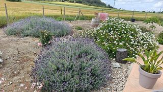 Casa rural en alquiler en Sineu