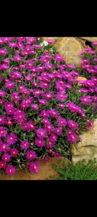 Semi Delospermum Cooperi Fucsia