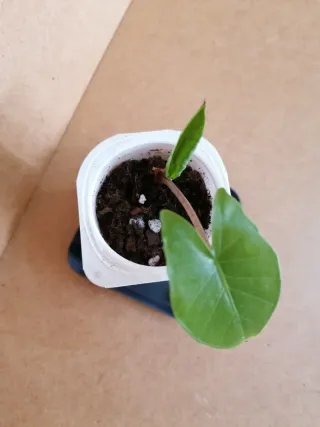 Alocasia Odora Planta Joven