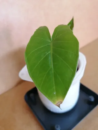 Alocasia Odora Planta Joven