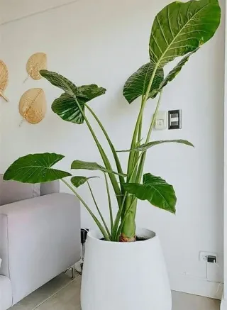 Alocasia Odora Planta Joven