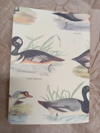 Quaderno vintage illustrazioni Tassotti