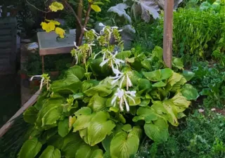 Bulbi Hosta Giglio d'Agosto
