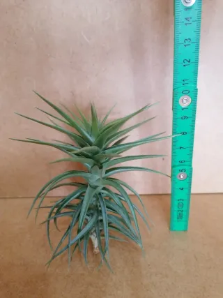 Planta de Aire en floración