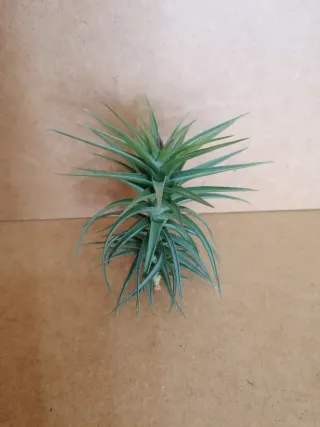 Planta de Aire en floración