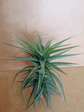 Planta de Aire en floración