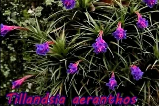 Planta de Aire en floración