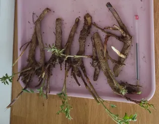 Lote 3 raíces de regaliz