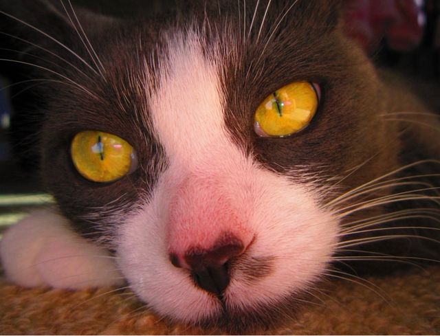 Canon Powershot A3200 IS Funzionante