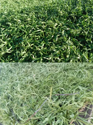 Césped artificial reciclado