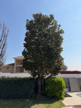 Magnolio 7m (25 años)