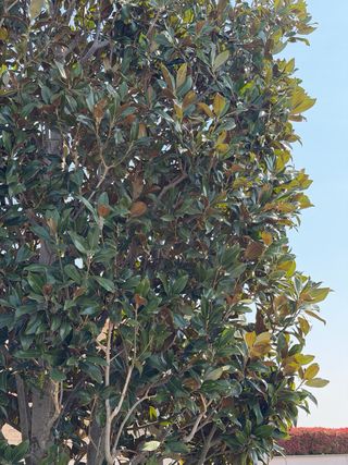 Magnolio 7m (25 años)