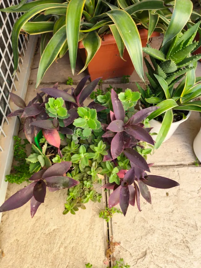 Oferta Hoy Lote Plantas Naturales Interior/Ext