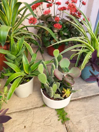 Oferta Hoy Lote Plantas Naturales Interior/Ext